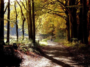 herfst 3x225