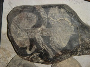 nieren